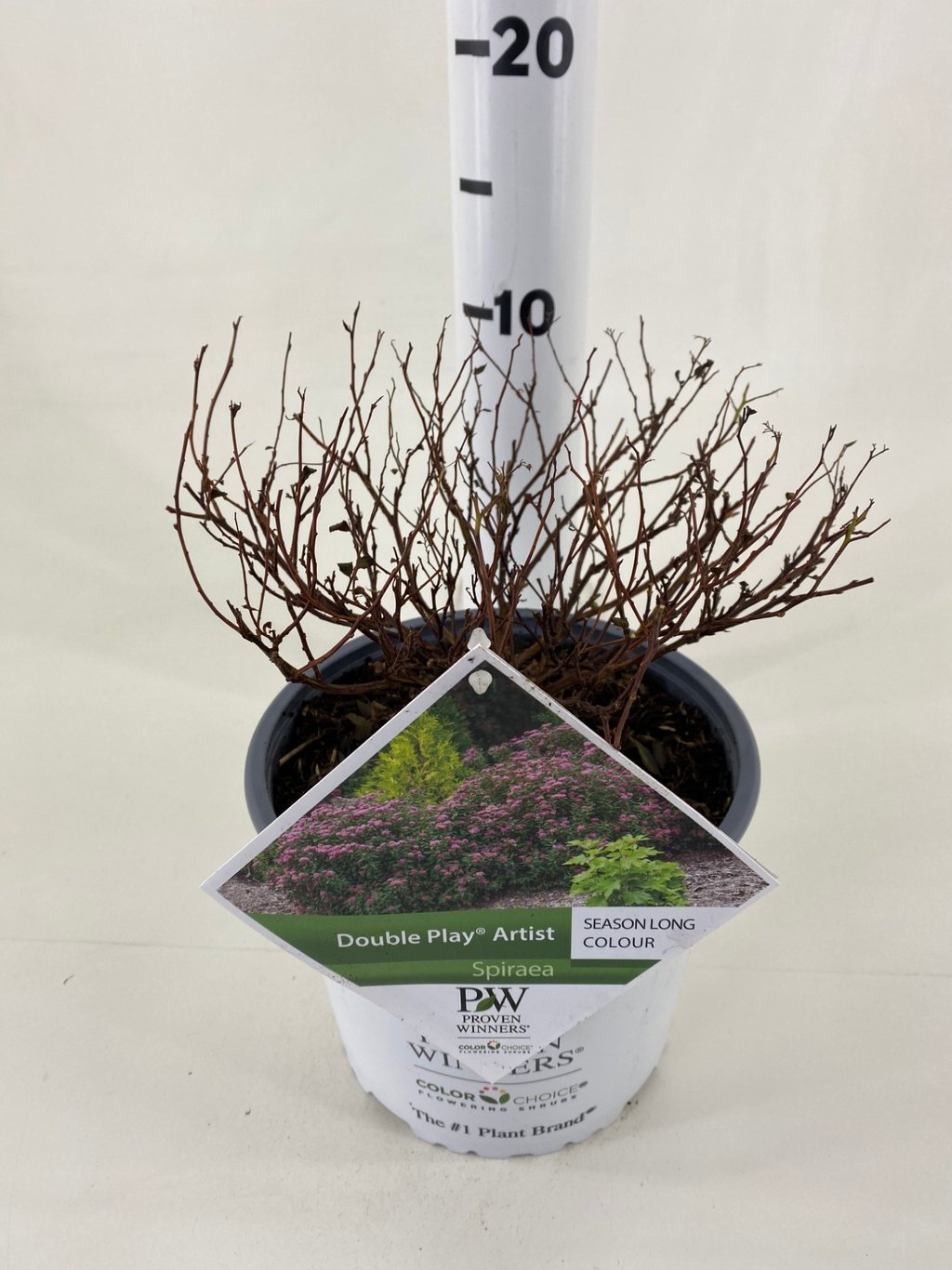 Spiraea japonica DOUBLE PLAY 'Artist' ® - C3 20-30 CM